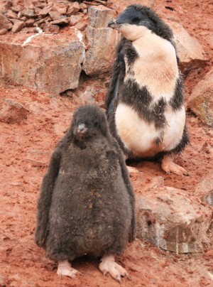 adéliepinguïn jongen